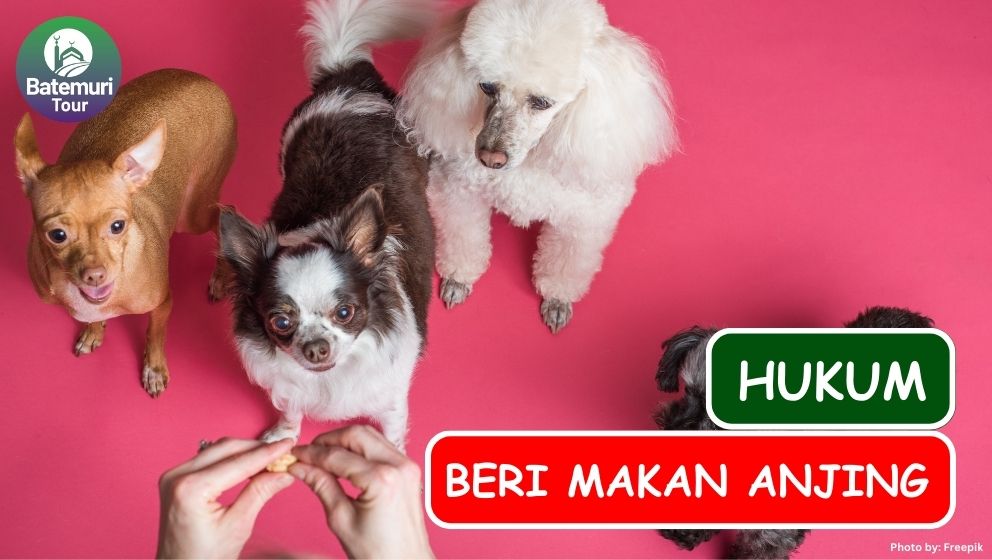 Ini Dia Hukum Memberi Makan Anjing bagi Muslim